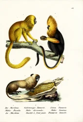 Tamarin lion doré, 1824